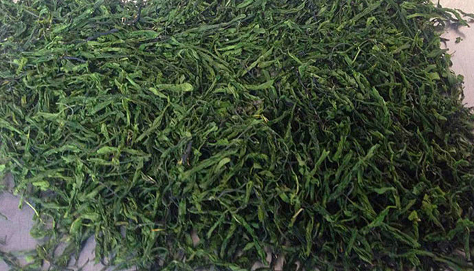 荷葉茶和棗葉茶試機(jī)生產(chǎn)成果展示