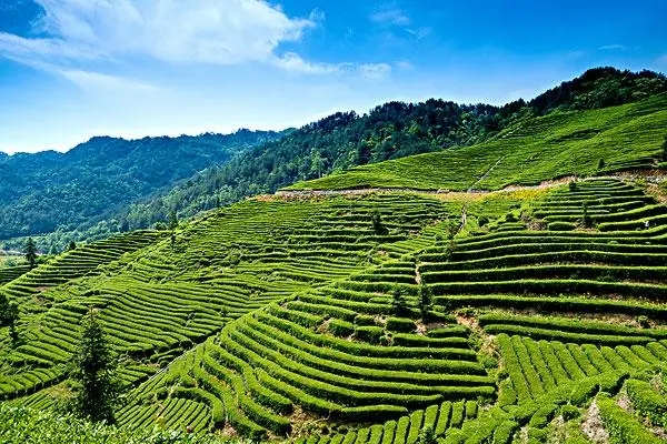 全自動(dòng)智能化茶葉生產(chǎn)線目前的發(fā)展?fàn)顩r:茶葉生產(chǎn)中的自動(dòng)化科技